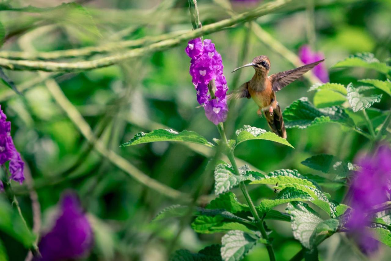 ホテル The Hummingbird ボカス・タウン エクステリア 写真