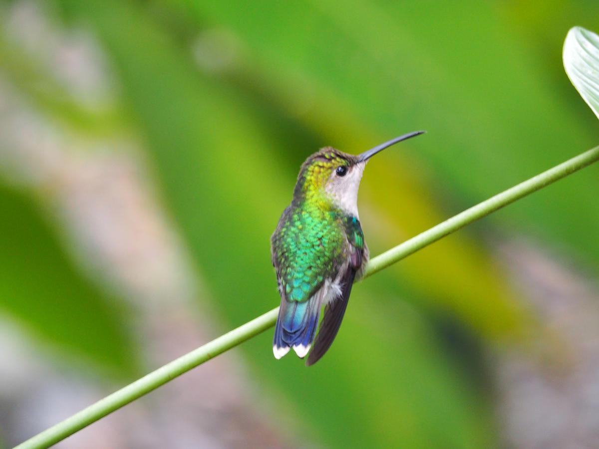 ホテル The Hummingbird ボカス・タウン エクステリア 写真